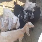 جمد