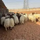 ذبايح نعيمي ذبائح حري خرفان سواكن