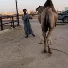 رحول حمرا طيبة