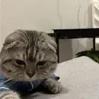 قطوه للتبني