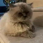 قطوه