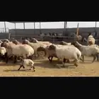 للبيع غنم نعيم دفيع فاخره 22 راس مطافيل 2