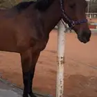 حصان شعبي هاديء