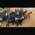 معزا فاخره 16 تحتها 27