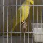 دره هولنداي