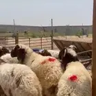 خرفان نعيم ذبايح بلدي
