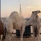 حيران