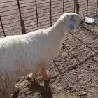 للبيع فحل عيسي ثني مشروط القريع والنسف شفت يقرع ثلاث مرات