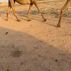 لقحه صفرا ثنيه