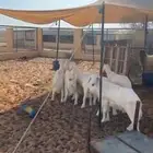 هرافا حريات العدد 7 كلش خروف نظيفه وسمان مغلق وعلى حده