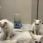 3 قطط للتبني شيرازيه