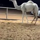 بكره حقه كفو ابوها حراق فيصل الزمامي