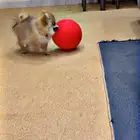 كلب بيمرانيان بيووور 100   للبيع فقط