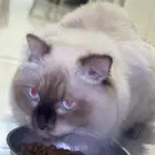قطة منقذه للتبني مكة