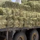 أعلاف بلوبنك وذره