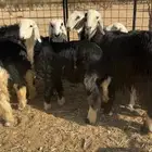 غنم نجد معها شوي حريات