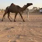 بكر تحتها قعود