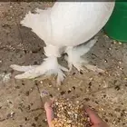 زوج حمام نفاخ منتج