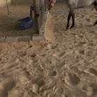 خيل جزيري