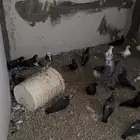 مجموعة صنعاوي