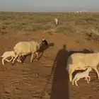 شياة ولد معهن رخال