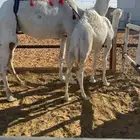 عشرا بكر على جميع الشروط