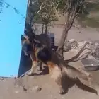 جيرمني انثى