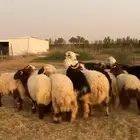 طليان نعيم ونجد للبيع الموقع الجلة