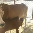 بقره منيحه بيت فاخره