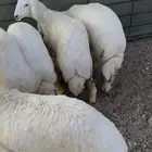 ذبايح طليان ورخال يوجد تقسيط