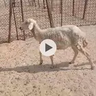 شاه. حريه. مع الفحل