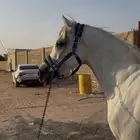 حصان واهو البيع شعبي
