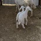 شاه حريه متاومه