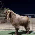 تيس فحل منتج قبرصي فاخر