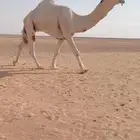 بعير باتلي