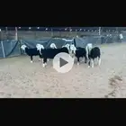 عرض بيع رخال مفطيم