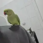 دره وليفه وهدد داخلي متكلمه اكثر من 10 كلمات شرط