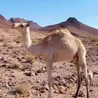 قعود عمره سنه للبيع