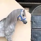 للبيع حصان عربي