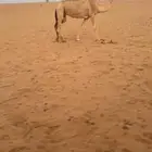 خفوت مبيوع حاشيها