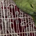 درة هندي شاك فيه انه ذكر