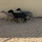 للبيع غنم عرب دفيع
