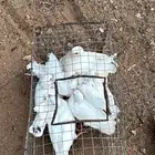 فروخ حمام فرنسي