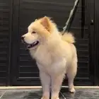 للبيع كلب تشاو تشاو