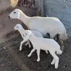 شاه تحتها رخلين سنها جامع شبب رايم وديدها سليم(( تم البيع))