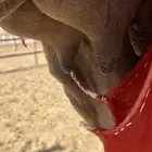 خفوت صفرا مبيوعه بنتها اليوم