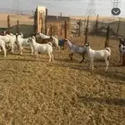 الخمره