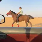 حصان انقلش
