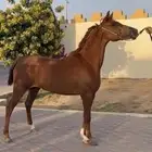 فرس واهو جميله وقيمتها قيمة فرس شعبيه