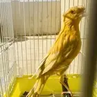 انثى كناري مشمشي ( تم البيع )